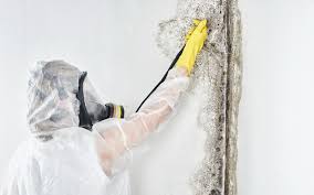 Best Mold Damage Restoration  in Clear Lake, IA